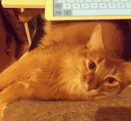 膝の上で甘える猫のライト