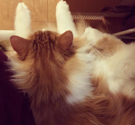 熟睡中の猫のラフィエル