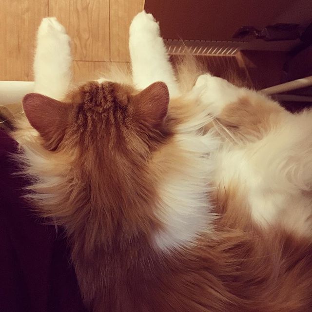 Instagram 写真日記