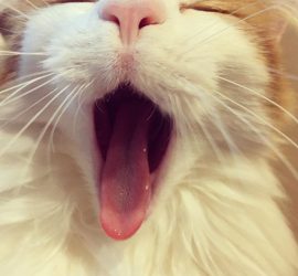 猫のラフィエルの大あくび