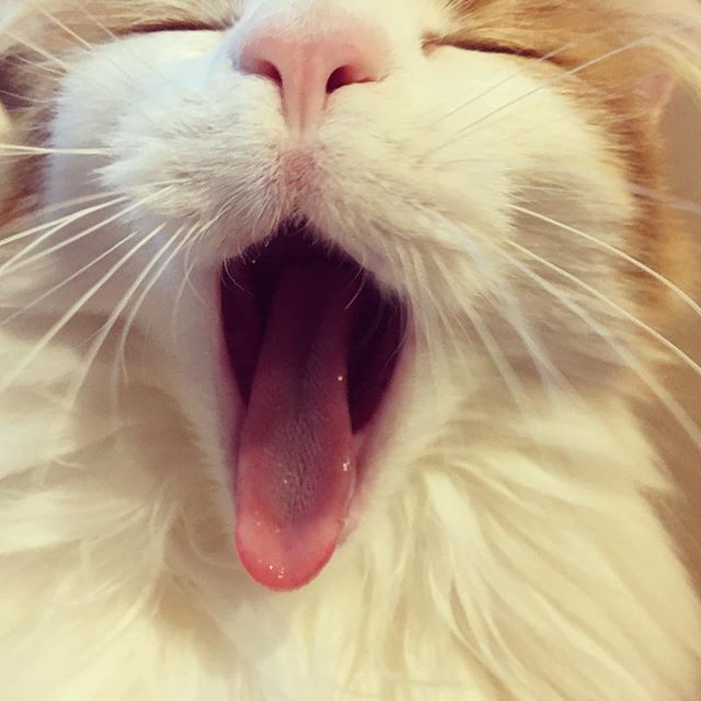 Instagram 写真日記