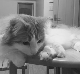 猫のラフィエルのモノクロ画像