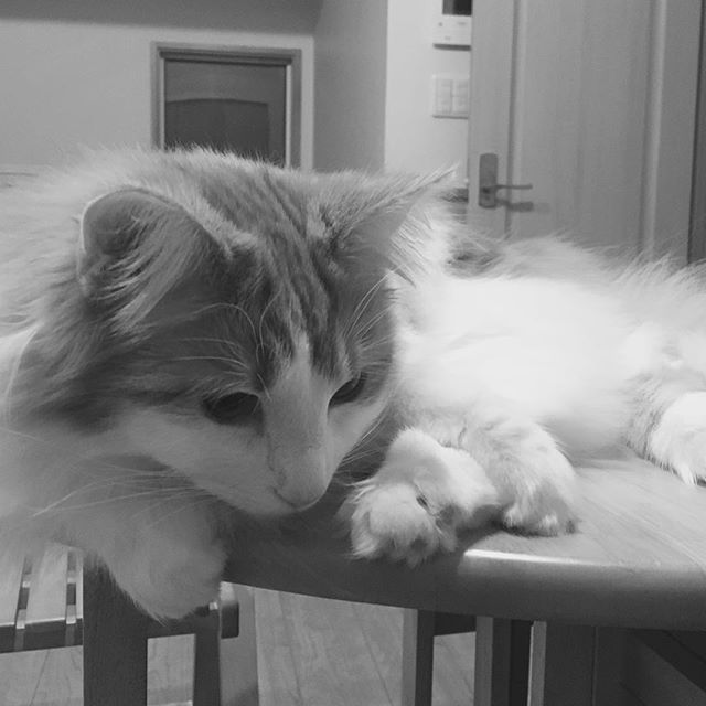 Instagram 写真日記