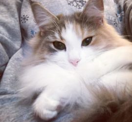 雪が降りそうな日の猫のキャラウェイ