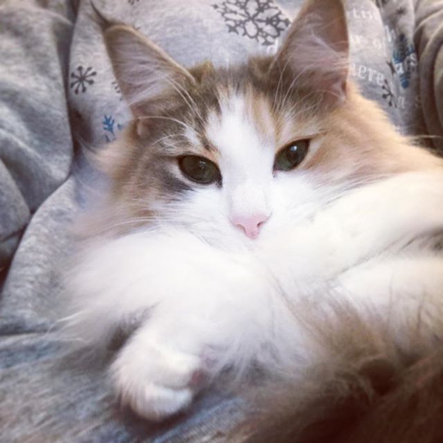 Instagram 写真日記