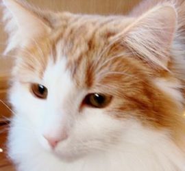 猫のラフィエルのアップ写真