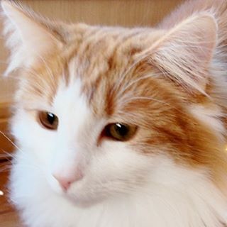 Instagram 写真日記