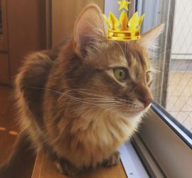 窓辺の王様、猫のライト