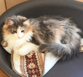 ベッドにいる猫のキャラウェイ