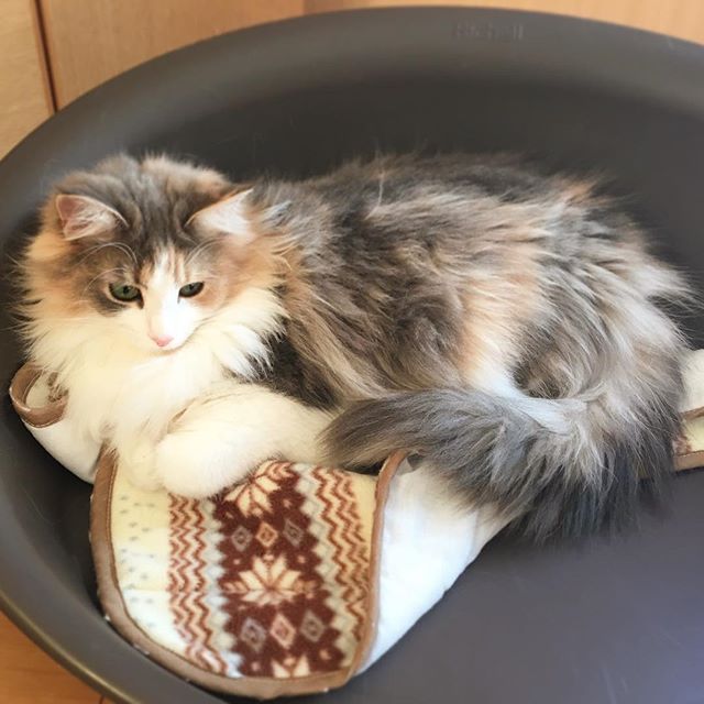 Instagram 写真日記