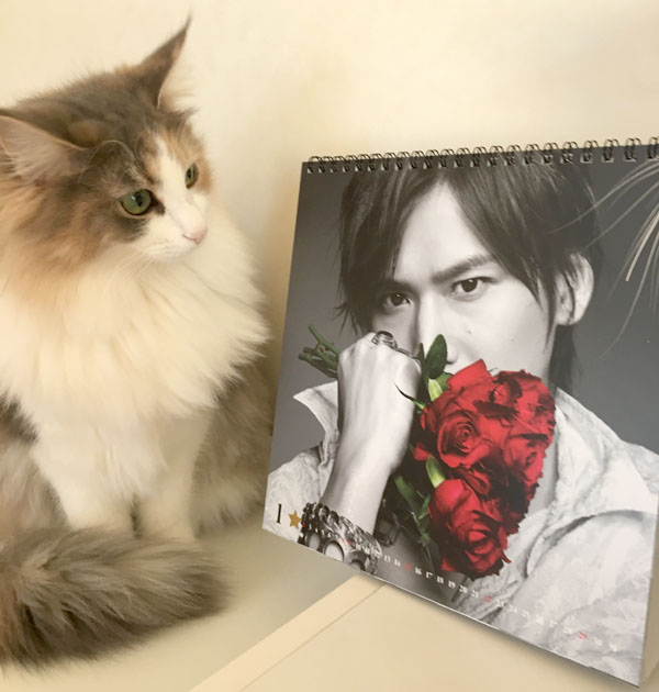 KinKi Kidsカレンダーと猫のキャラウェイ