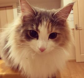 猫のキャラウェイ