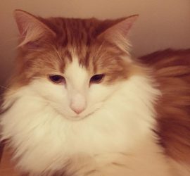 猫のラフィエル