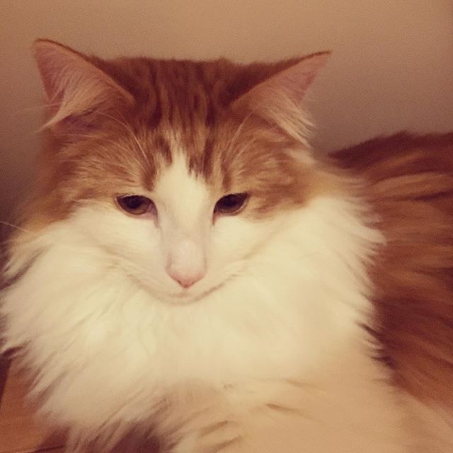 Instagram 写真日記