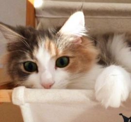 手がクリームパンみたいな猫のキャラウェイ