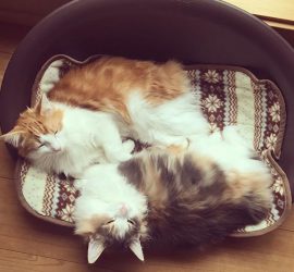 ベッドで寝ている猫のラフィエルとキャラウェイ