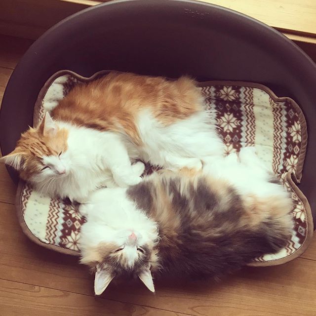 Instagram 写真日記