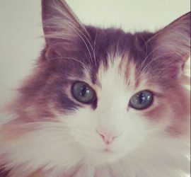 タカラヅカ男役のような猫のキャラウェイ