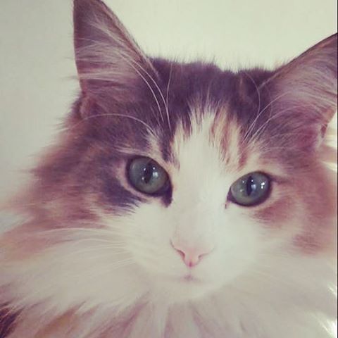 Instagram 写真日記