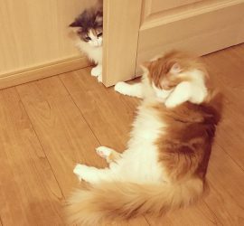 猫のキャラウェイとラフィエル