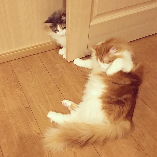 Instagram 写真日記