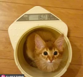 3ヶ月の頃の猫ライト