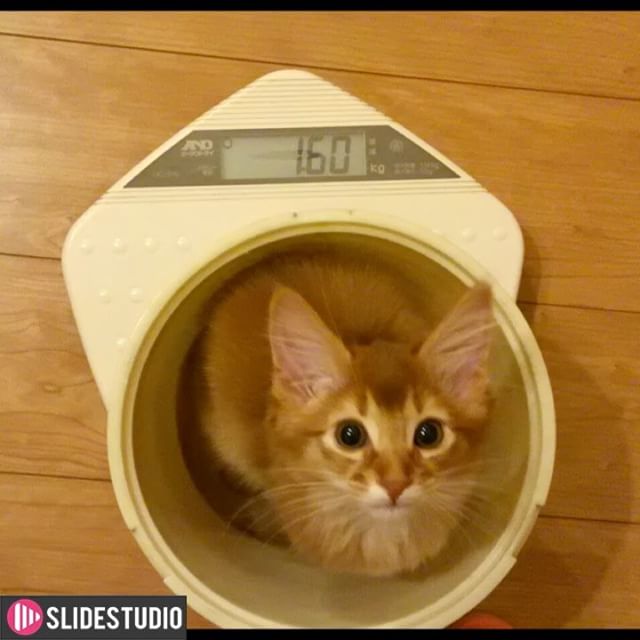 Instagram 写真日記