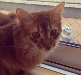 猫のライトとアライグマの置物