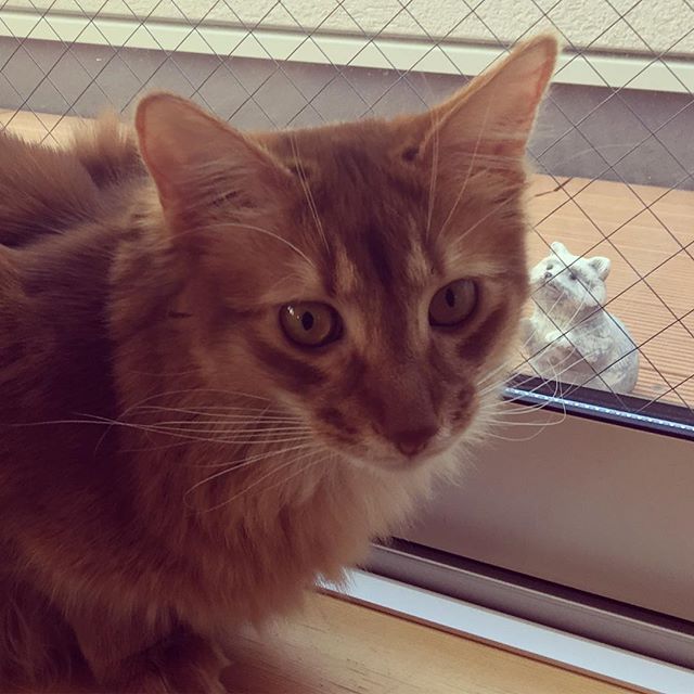 Instagram 写真日記