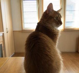 猫背祭参加の猫のライト