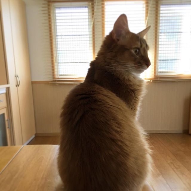 Instagram 写真日記