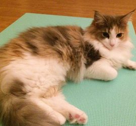 ひな祭りの日の猫キャラウェイ