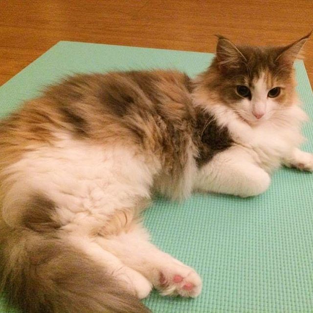 Instagram 写真日記