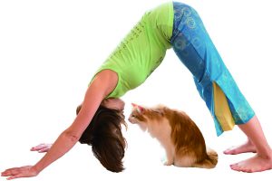 猫とダウンドッグ