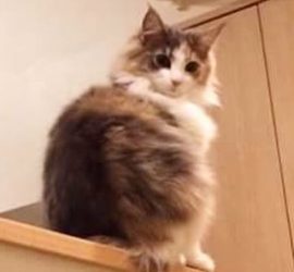 まん丸な猫のキャラウェイ