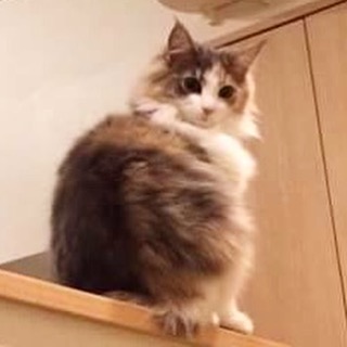 Instagram 写真日記