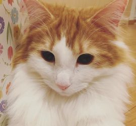 猫のラフィエルのアップ写真