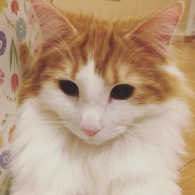 Instagram 写真日記