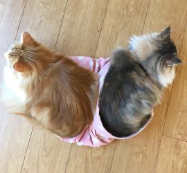 ハートの形の猫たち