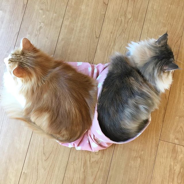 Instagram 写真日記