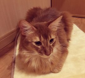 香箱座りの猫のライト