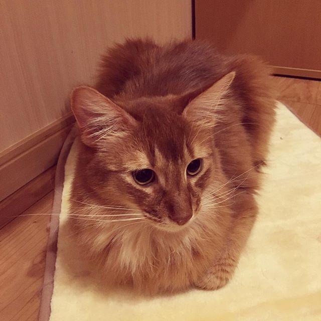 Instagram 写真日記