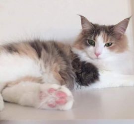 ピンクの肉球の猫キャラウェイ