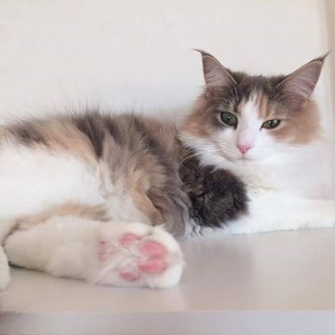 Instagram 写真日記