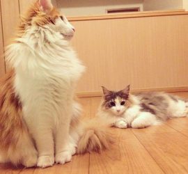 猫のラフィエルとキャラウェイの順番待ち