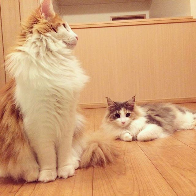 Instagram 写真日記