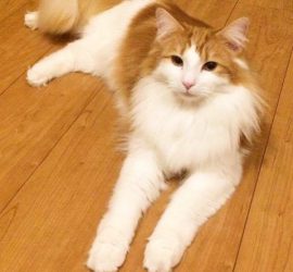 猫のラフィエル