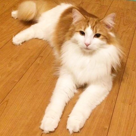 Instagram 写真日記