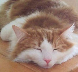 寝ている猫のラフィエル