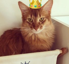 王様猫のライト